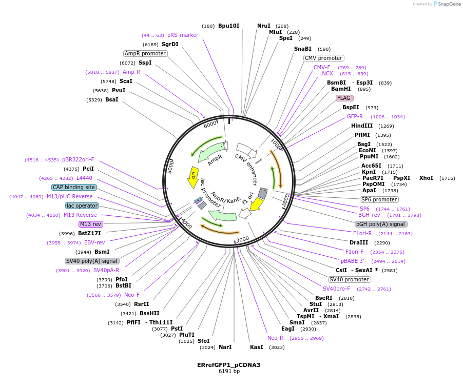 48635-plasmid-map-sequence-id-70401