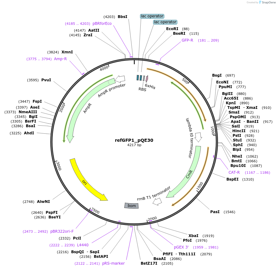 48644-plasmid-map-sequence-id-70402
