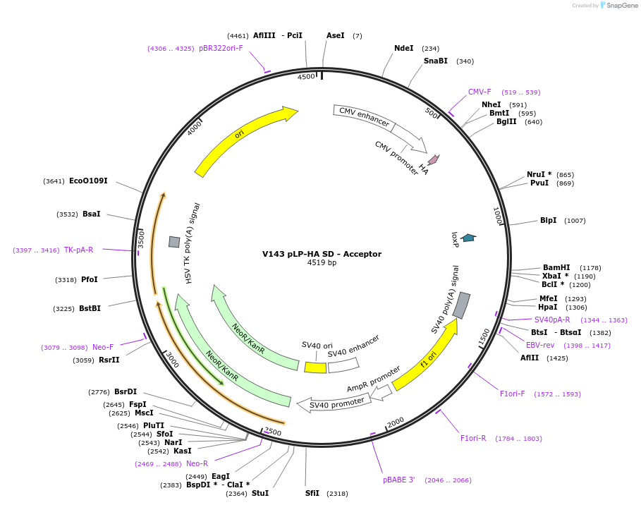 11710-plasmid-map-sequence-id-7042