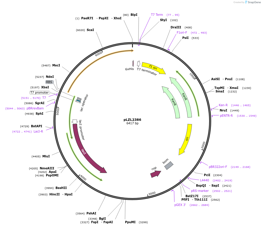48682-plasmid-map-sequence-id-70448