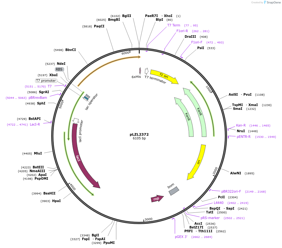 48683-plasmid-map-sequence-id-70450