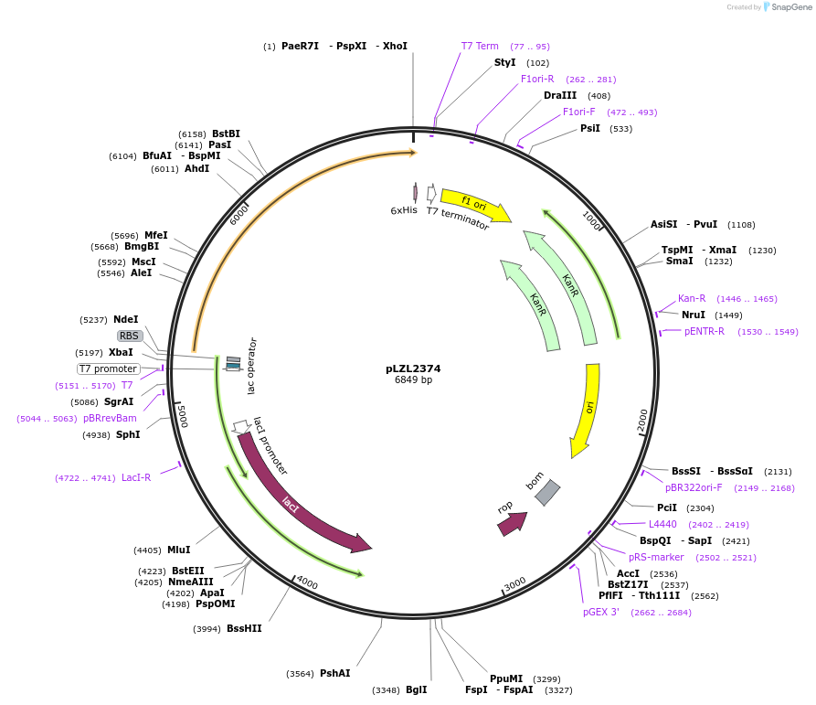 48684-plasmid-map-sequence-id-70451
