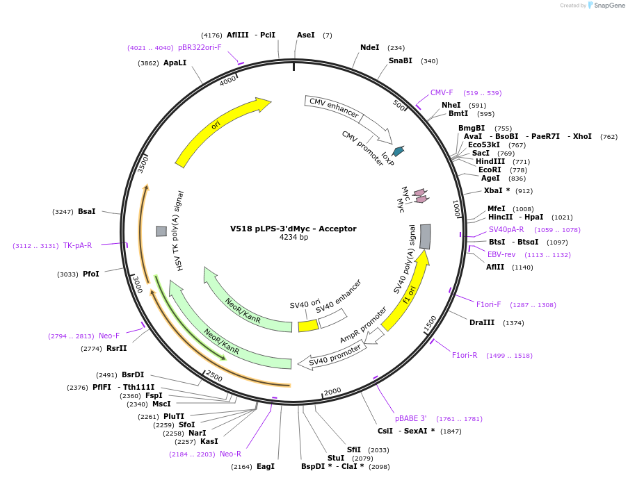 11714-plasmid-map-sequence-id-7046