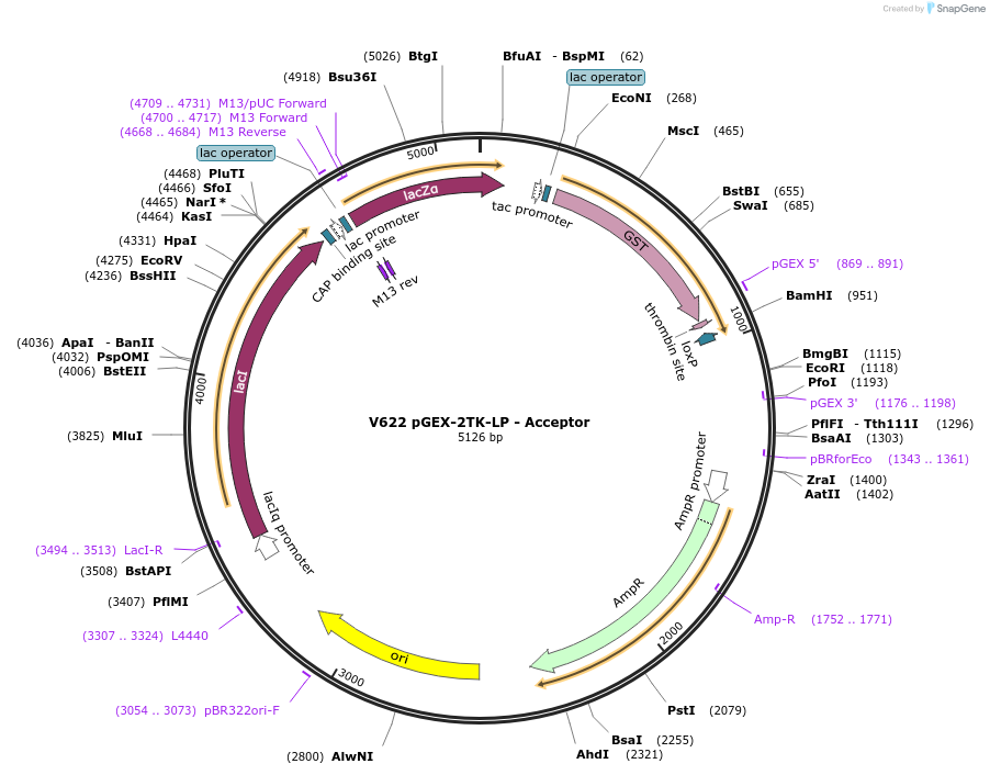 11716-plasmid-map-sequence-id-7048