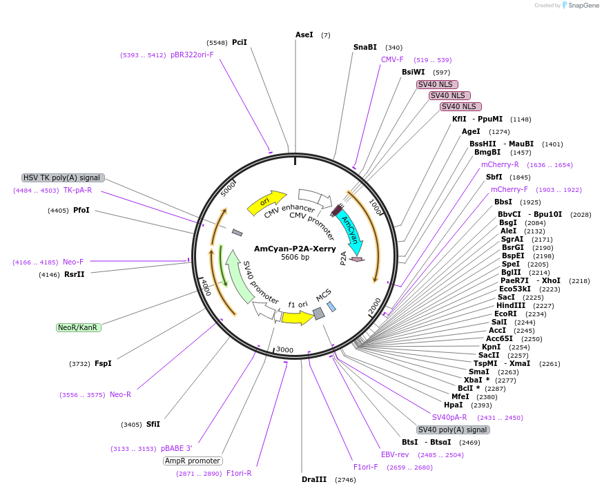 48686-plasmid-map-sequence-id-70482