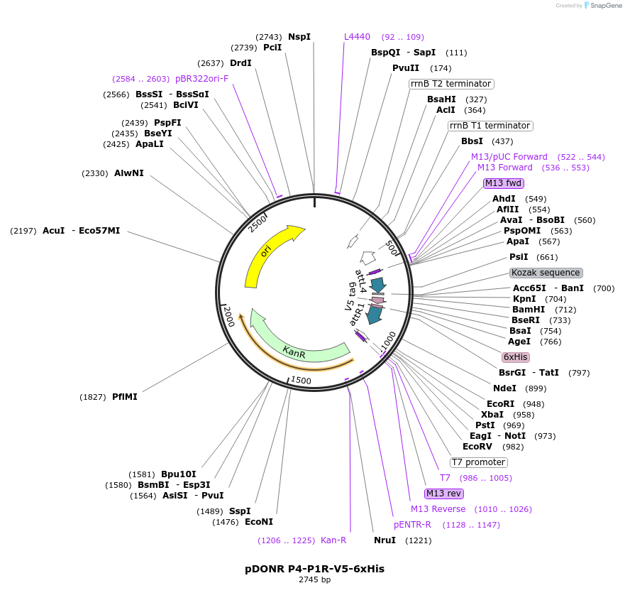 48346-plasmid-map-sequence-id-70499