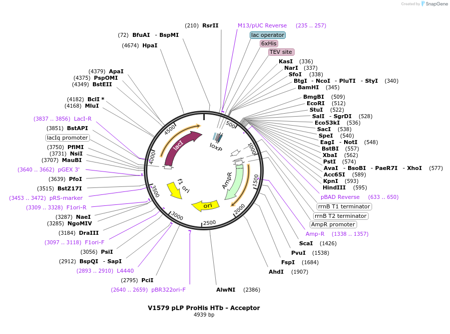 11718-plasmid-map-sequence-id-7050