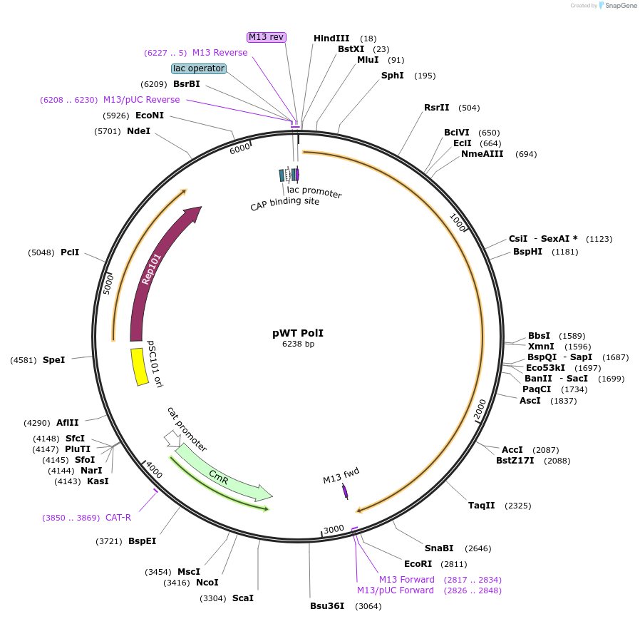 11721-plasmid-map-sequence-id-7052