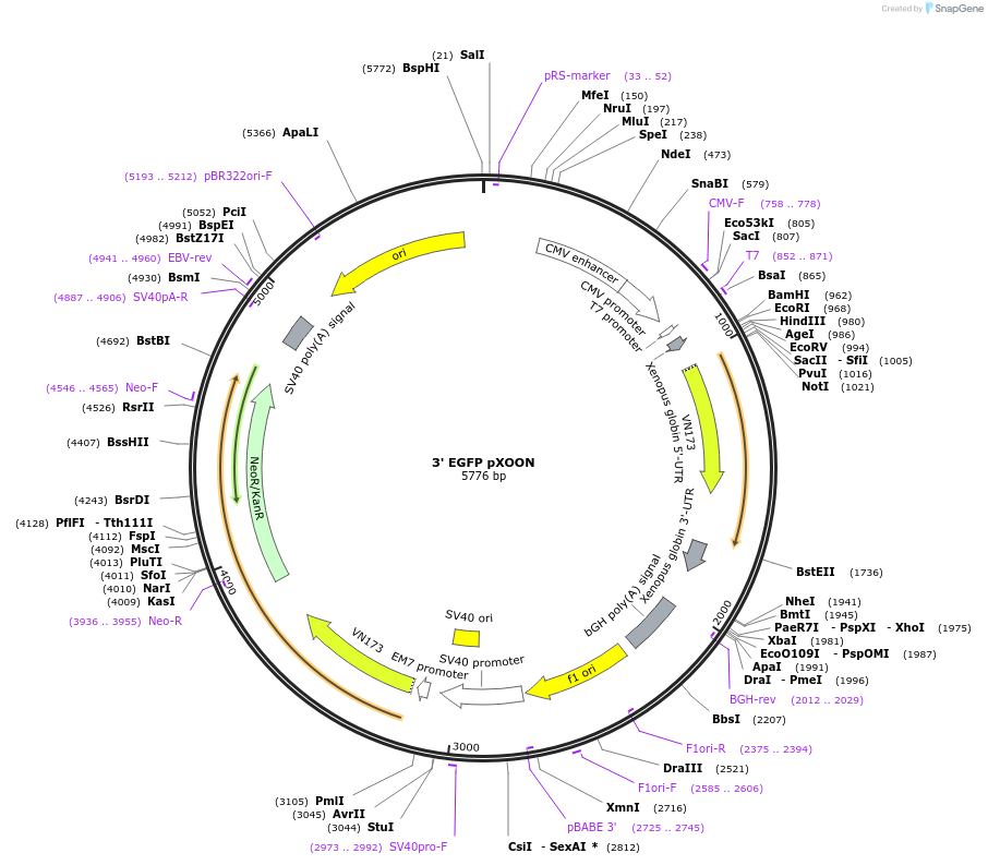 48699-plasmid-map-sequence-id-70536