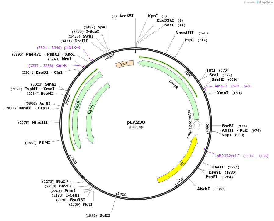 11724-plasmid-map-sequence-id-7054