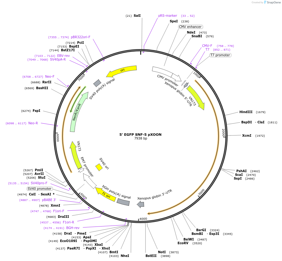 48700-plasmid-map-sequence-id-70541