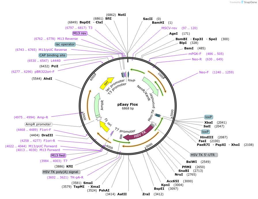 11725-plasmid-map-sequence-id-7055