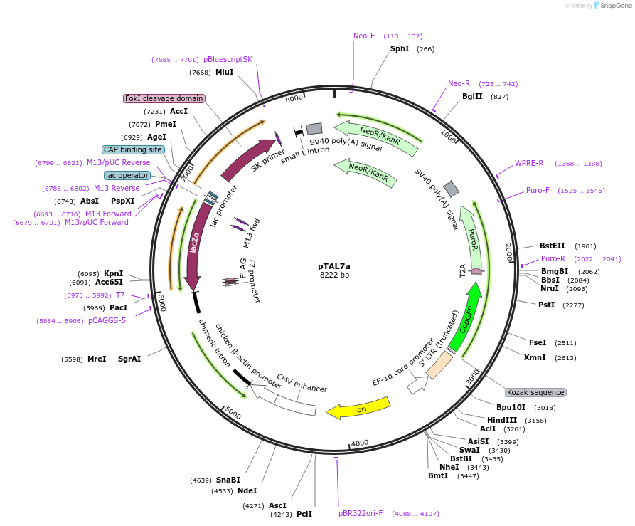 48705-plasmid-map-sequence-id-70556