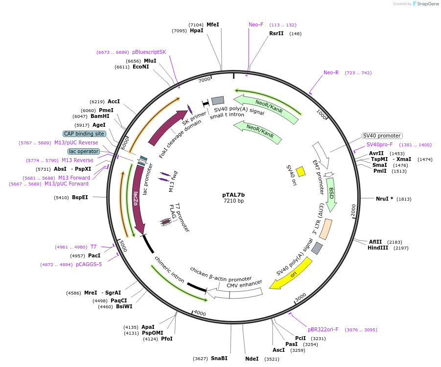 48706-plasmid-map-sequence-id-70557