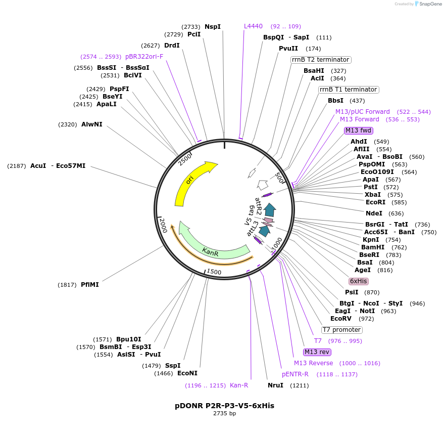 48347-plasmid-map-sequence-id-70558