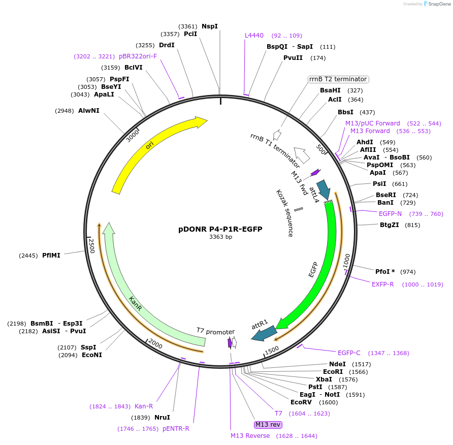 48348-plasmid-map-sequence-id-70559
