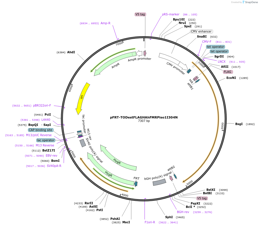 48692-plasmid-map-sequence-id-70560