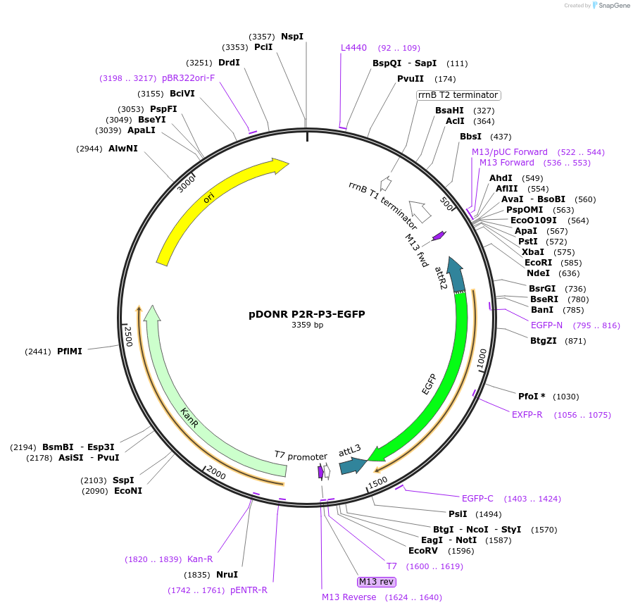 48349-plasmid-map-sequence-id-70563