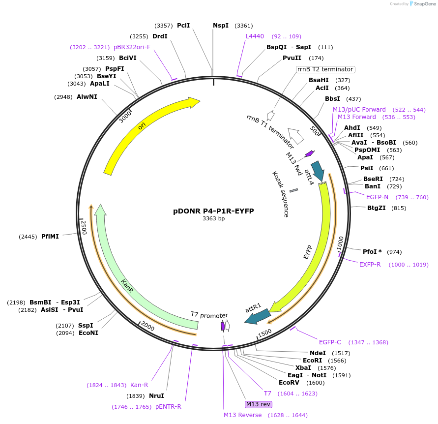 48350-plasmid-map-sequence-id-70565