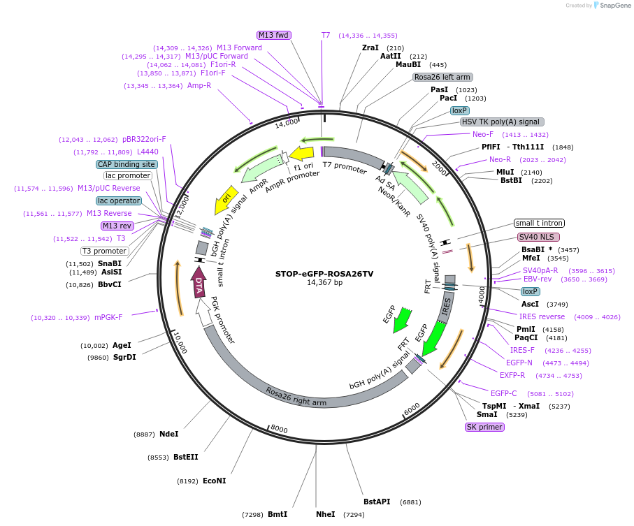 11739-plasmid-map-sequence-id-7057