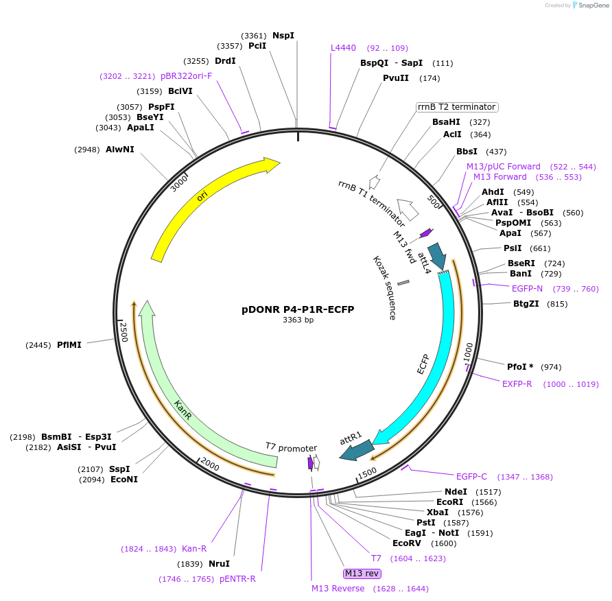 48352-plasmid-map-sequence-id-70571
