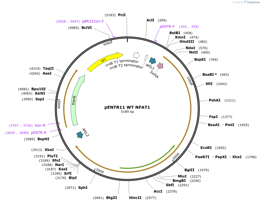 11791-plasmid-map-sequence-id-7060
