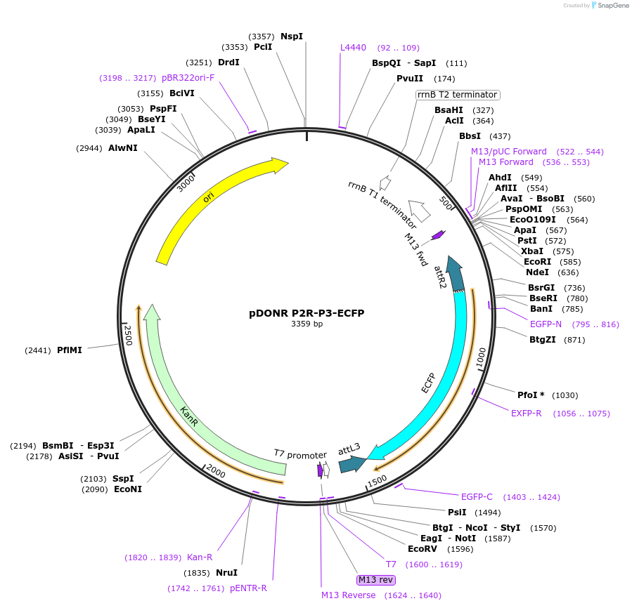 48353-plasmid-map-sequence-id-70630