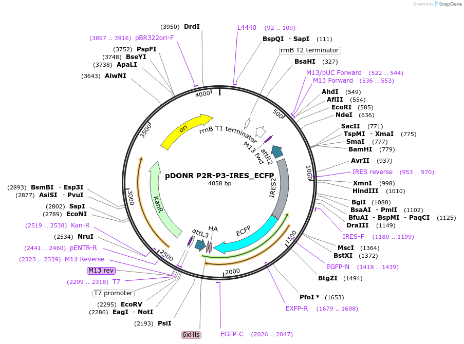 48354-plasmid-map-sequence-id-70631