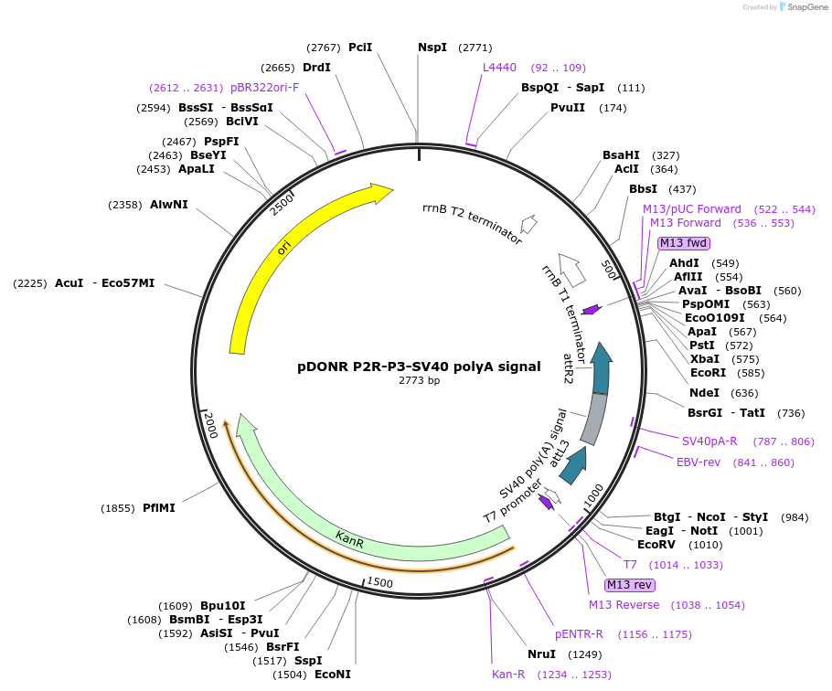 48627-plasmid-map-sequence-id-70632