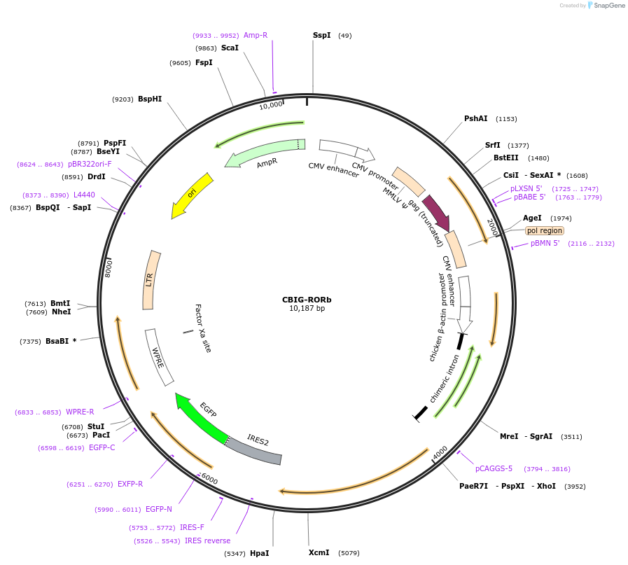 48709-plasmid-map-sequence-id-70664