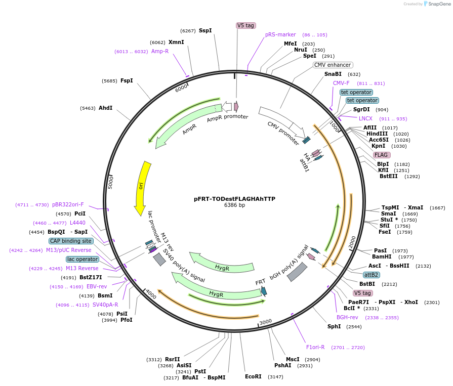48738-plasmid-map-sequence-id-70782