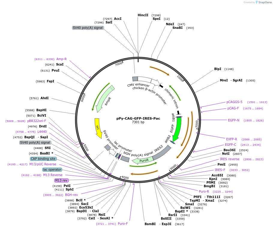 48759-plasmid-map-sequence-id-70881