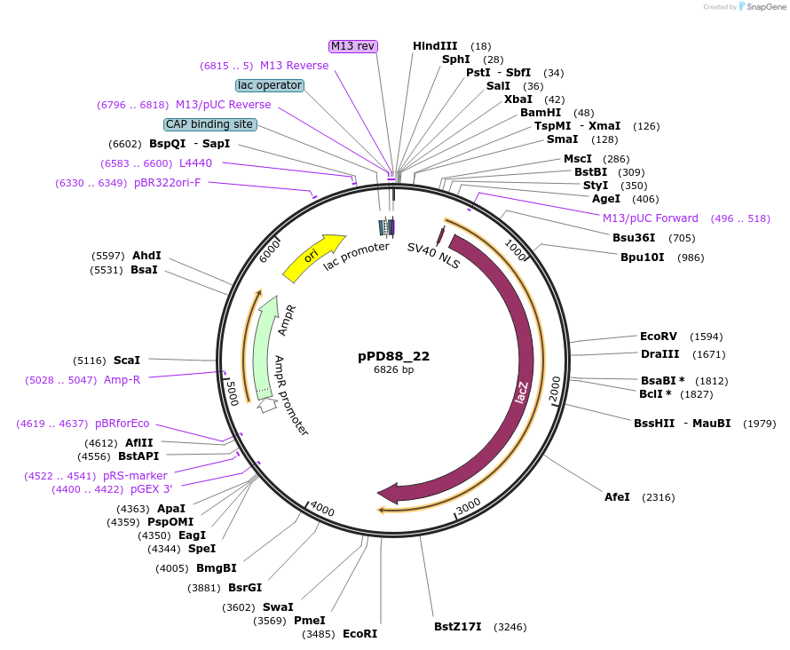1460-plasmid-map-sequence-id-71