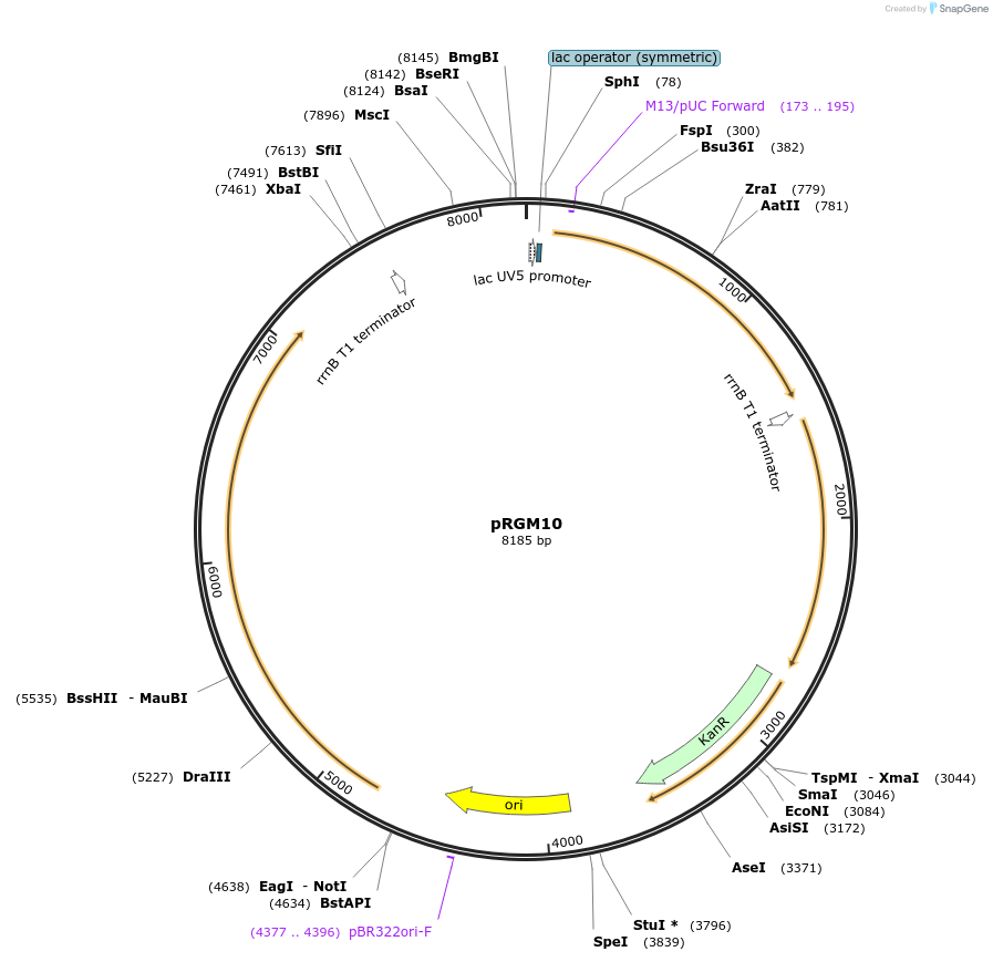 48790-plasmid-map-sequence-id-71047