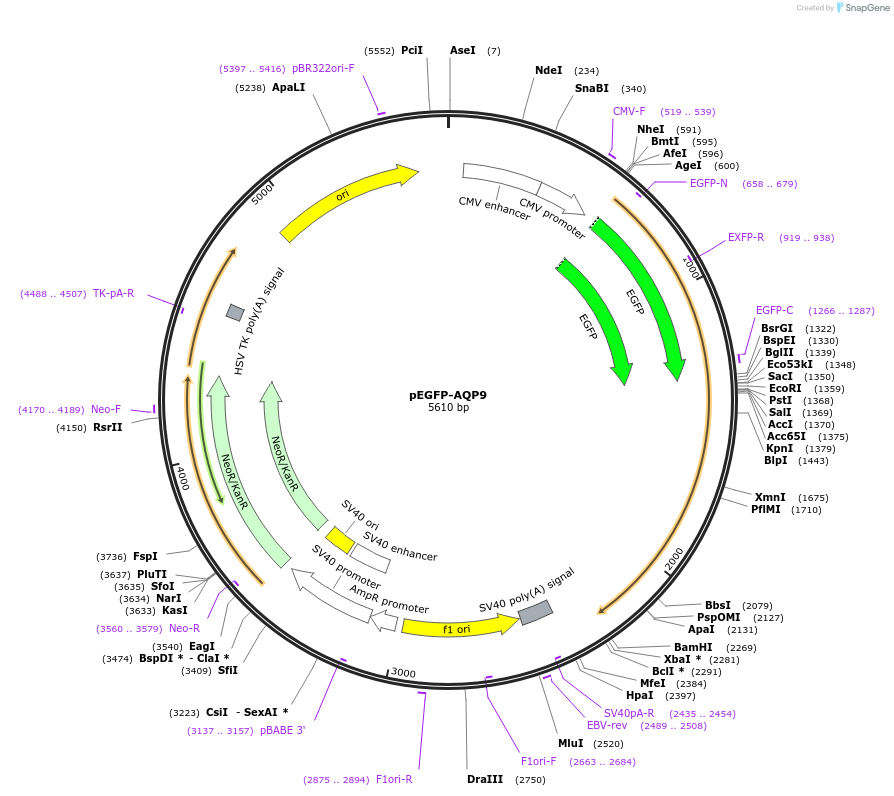48808-plasmid-map-sequence-id-71133