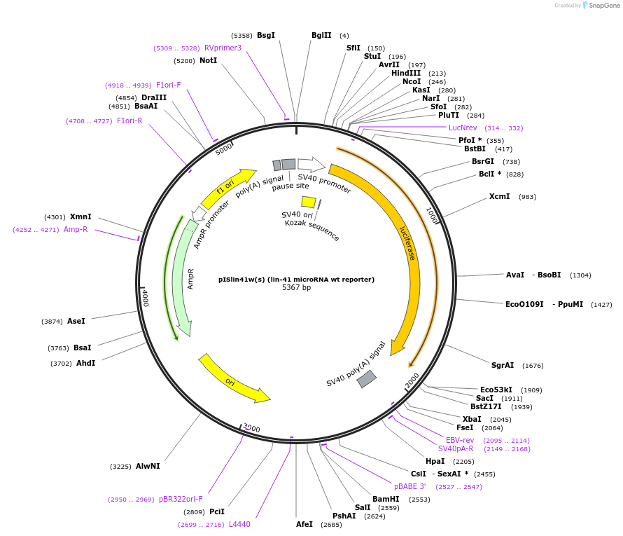 11906-plasmid-map-sequence-id-7119