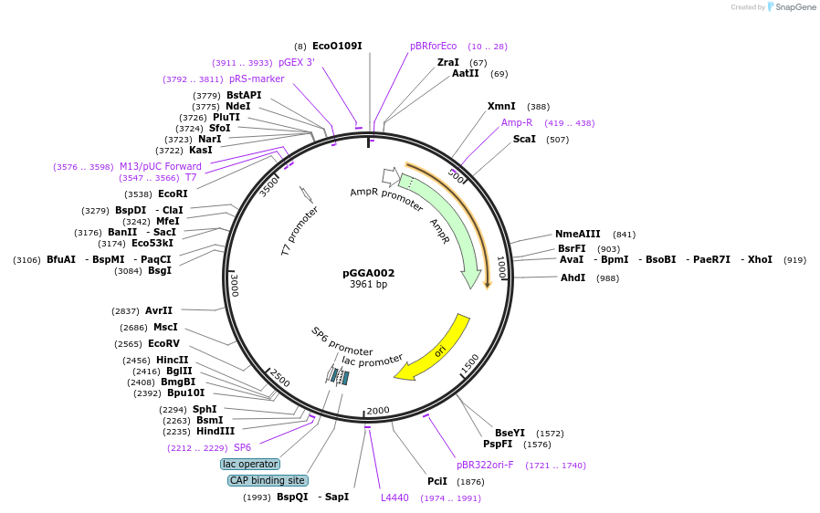 48813-plasmid-map-sequence-id-71194