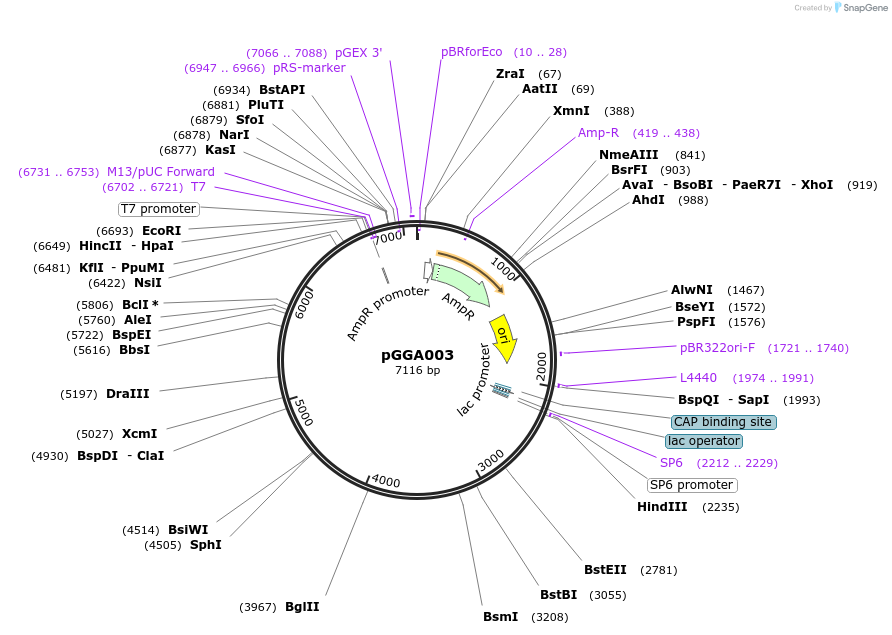 48814-plasmid-map-sequence-id-71196