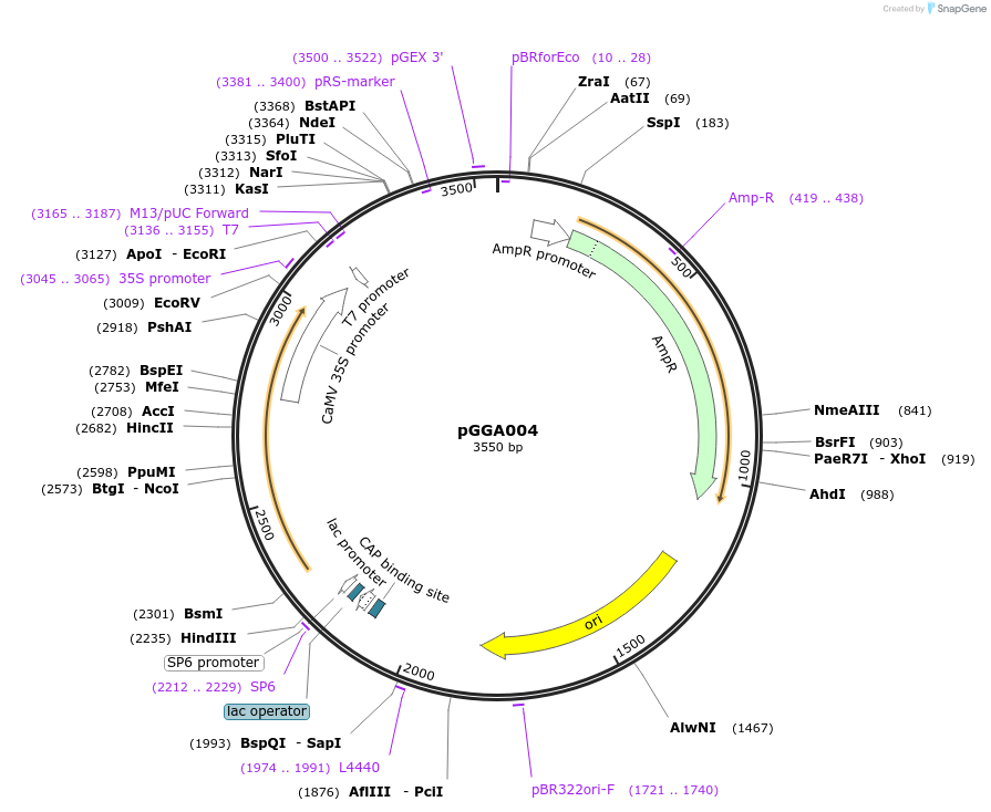48815-plasmid-map-sequence-id-71198