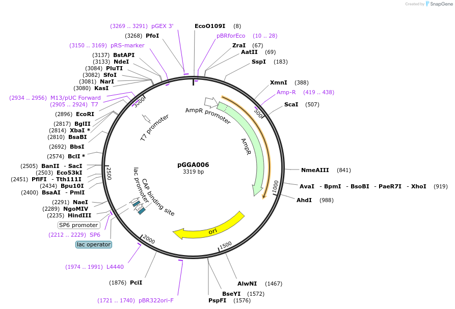 48816-plasmid-map-sequence-id-71200
