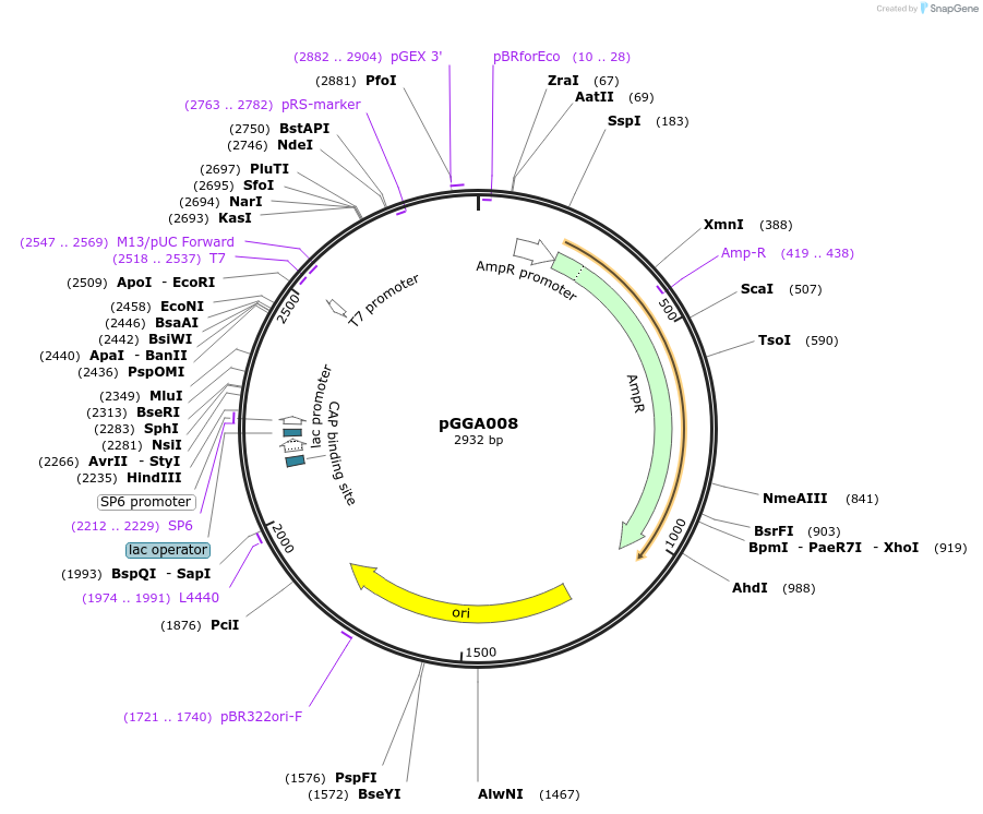 48817-plasmid-map-sequence-id-71202