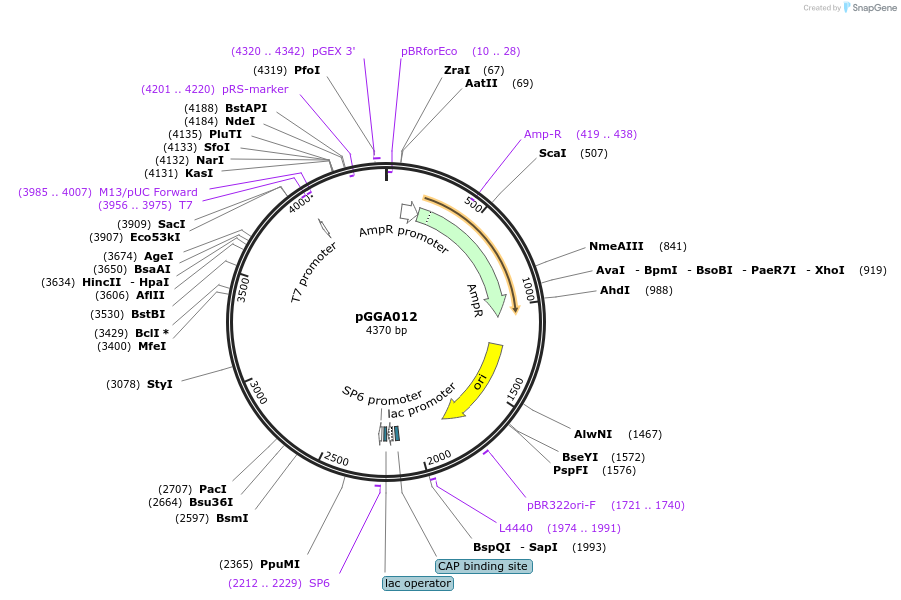 48818-plasmid-map-sequence-id-71204