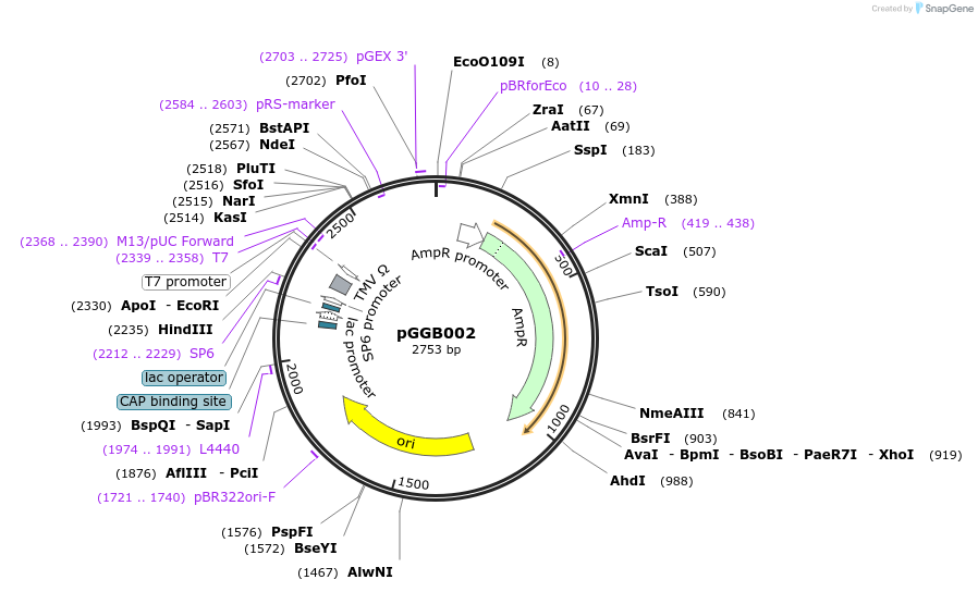 48820-plasmid-map-sequence-id-71208