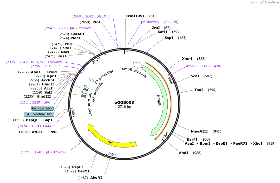48821-plasmid-map-sequence-id-71210
