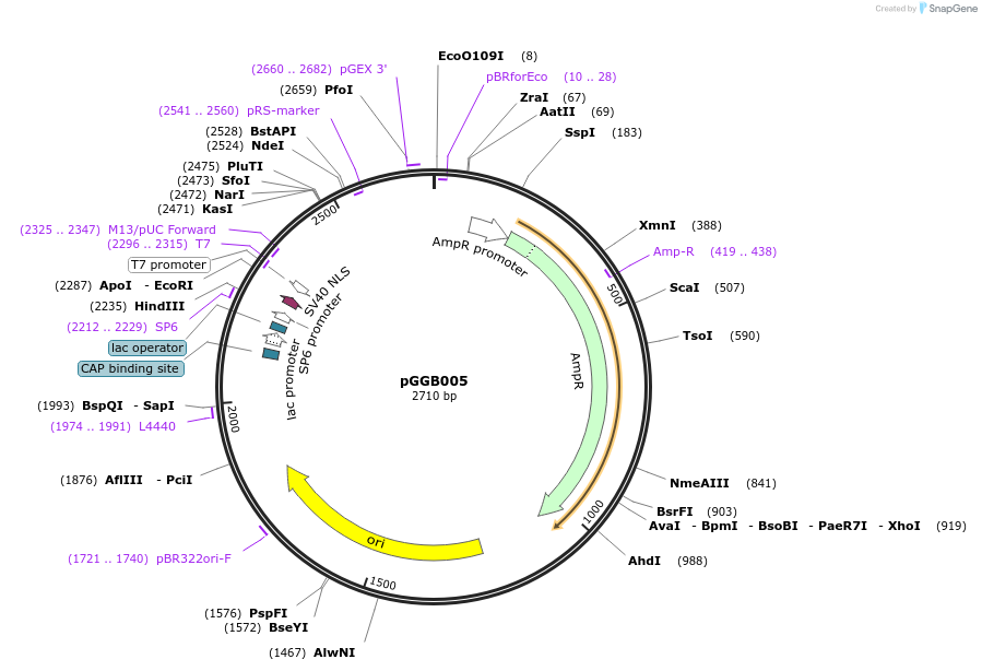 48822-plasmid-map-sequence-id-71212