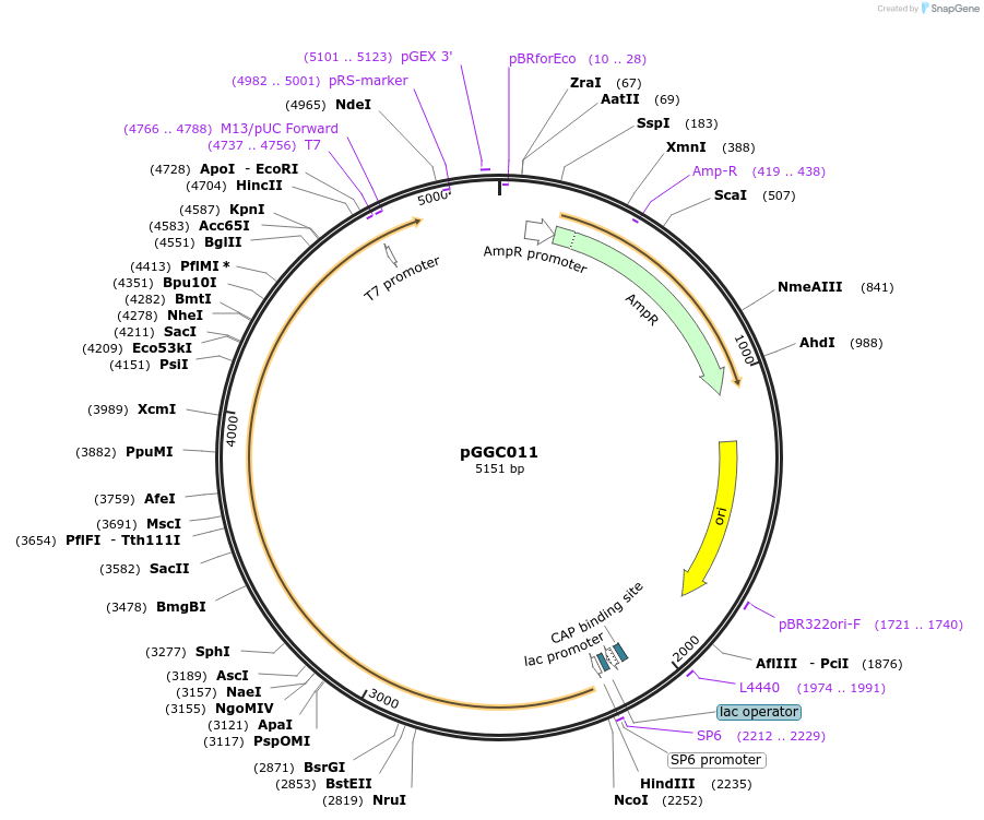 48825-plasmid-map-sequence-id-71218