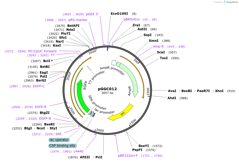 48826-plasmid-map-sequence-id-71220