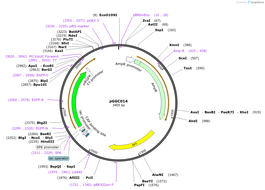 48827-plasmid-map-sequence-id-71222
