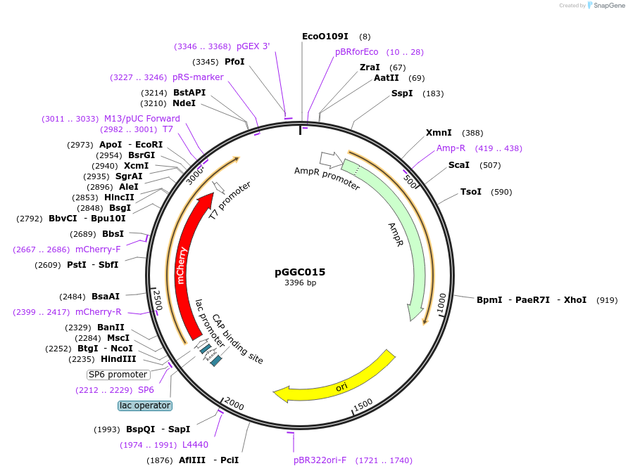 48828-plasmid-map-sequence-id-71224