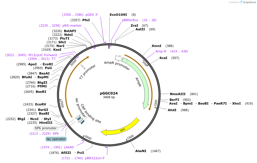 48829-plasmid-map-sequence-id-71226